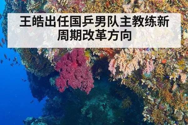王皓出任国乒男队主教练新周期改革方向